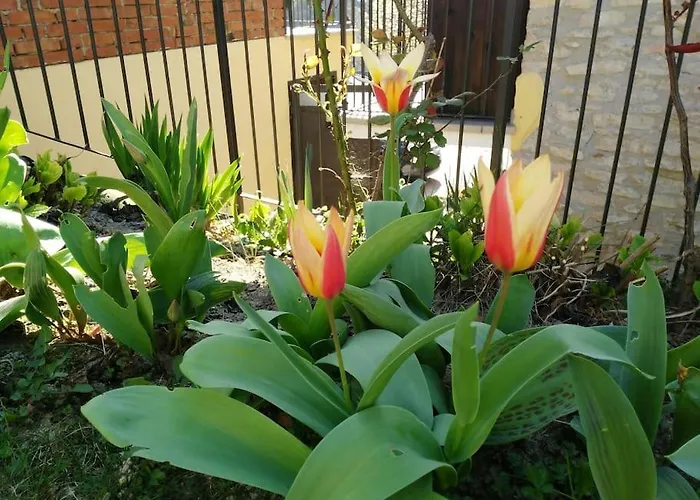 Dom wakacyjny Nelle Langhe *